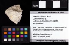 Foto (Objket + Etiketten) von Culmenformosa sp. 